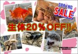 🌸生体20％OFF‼ SPRING SALEのご案内🌸　✨✨3月20日（金）～3月22日（日）✨✨