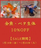 【金魚・ベタ生体 10％OFF SALE‼️】のご案内(^^♪