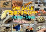 ✨生体20％OFF‼️ゴールデンウィークSALEのご案内です✨4月29日（水）～5月6日（水）