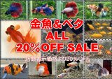 【金魚＆ベタ 20％OFFセール】7月18日（土）～7月20日（月・祝）の3日間‼️