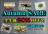 ✨Autumn SALE✨生体20％OFF‼️10月10日（土）～10月12日（月・祝）の3日間‼️