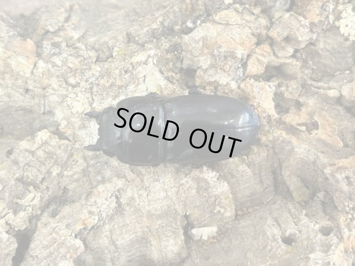 画像2: アルキデスヒラタクワガタ　インドネシア スマトラ島アチェ州産 ペア（累代WD♂77mm ♀Free ｍｍ） (2)