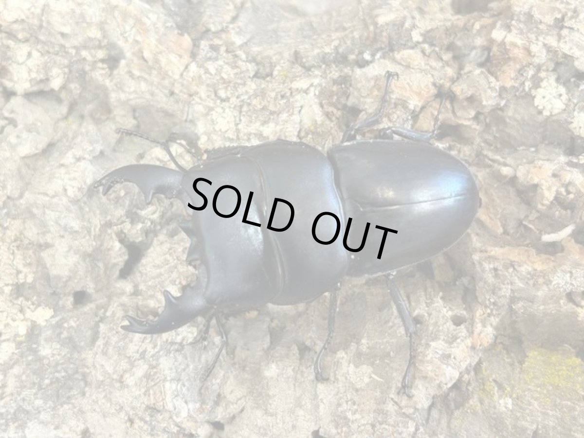 画像1: アルキデスヒラタクワガタ　インドネシア スマトラ島アチェ州産 ペア（累代WD♂75mm ♀Free ｍｍ） (1)