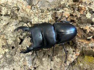 クワガタムシ - ペットショップCOLORS