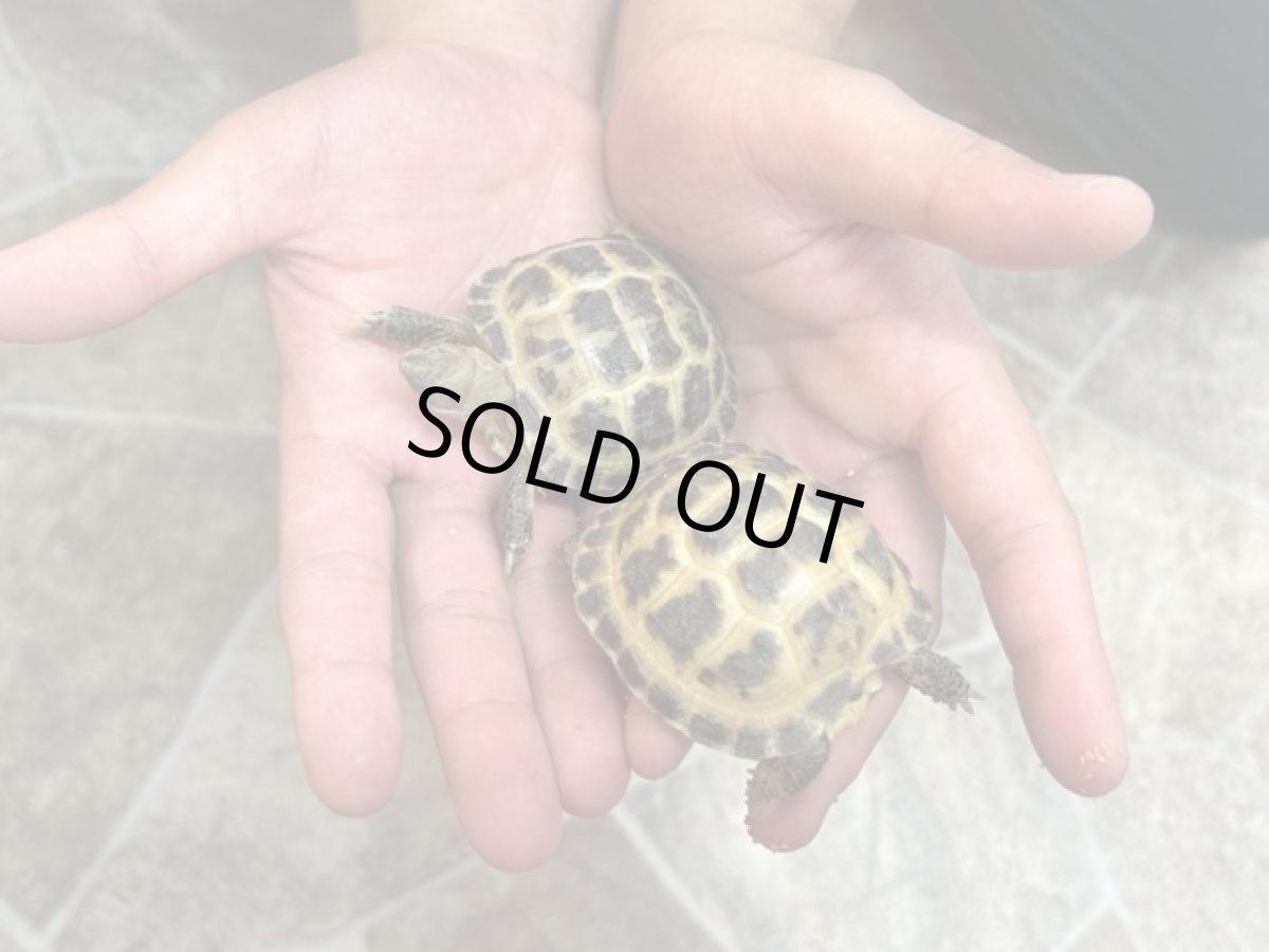 画像2: ロシアリクガメ ベビー EU CB (2)