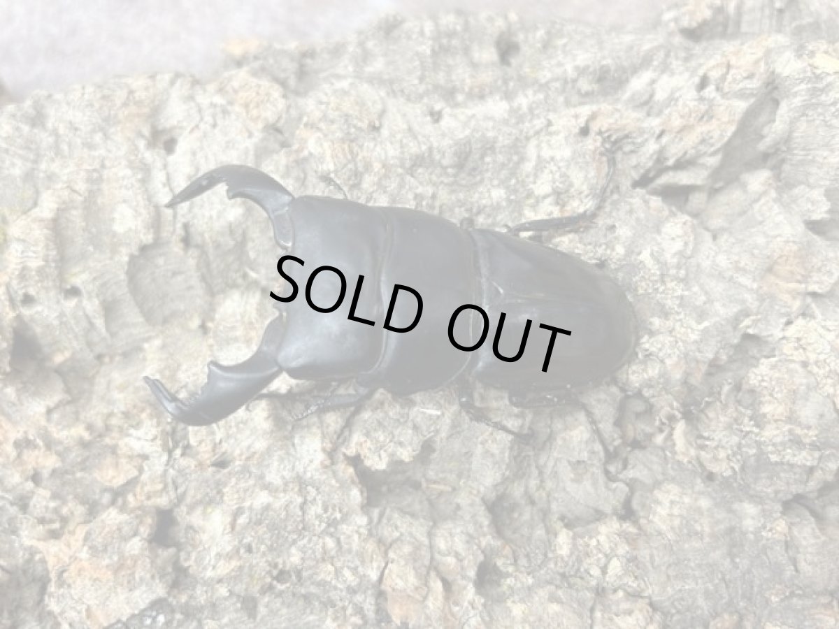 画像1: ダイオウヒラタクワガタ　インドネシア ジャワ島アルゴプーロ産 ペア（累代WD ♂70mm UP ♀Free mm ） (1)