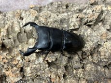 画像1: ダイオウヒラタクワガタ　インドネシア ジャワ島アルゴプーロ産 ペア（累代WD ♂70mm UP ♀Free mm ） (1)