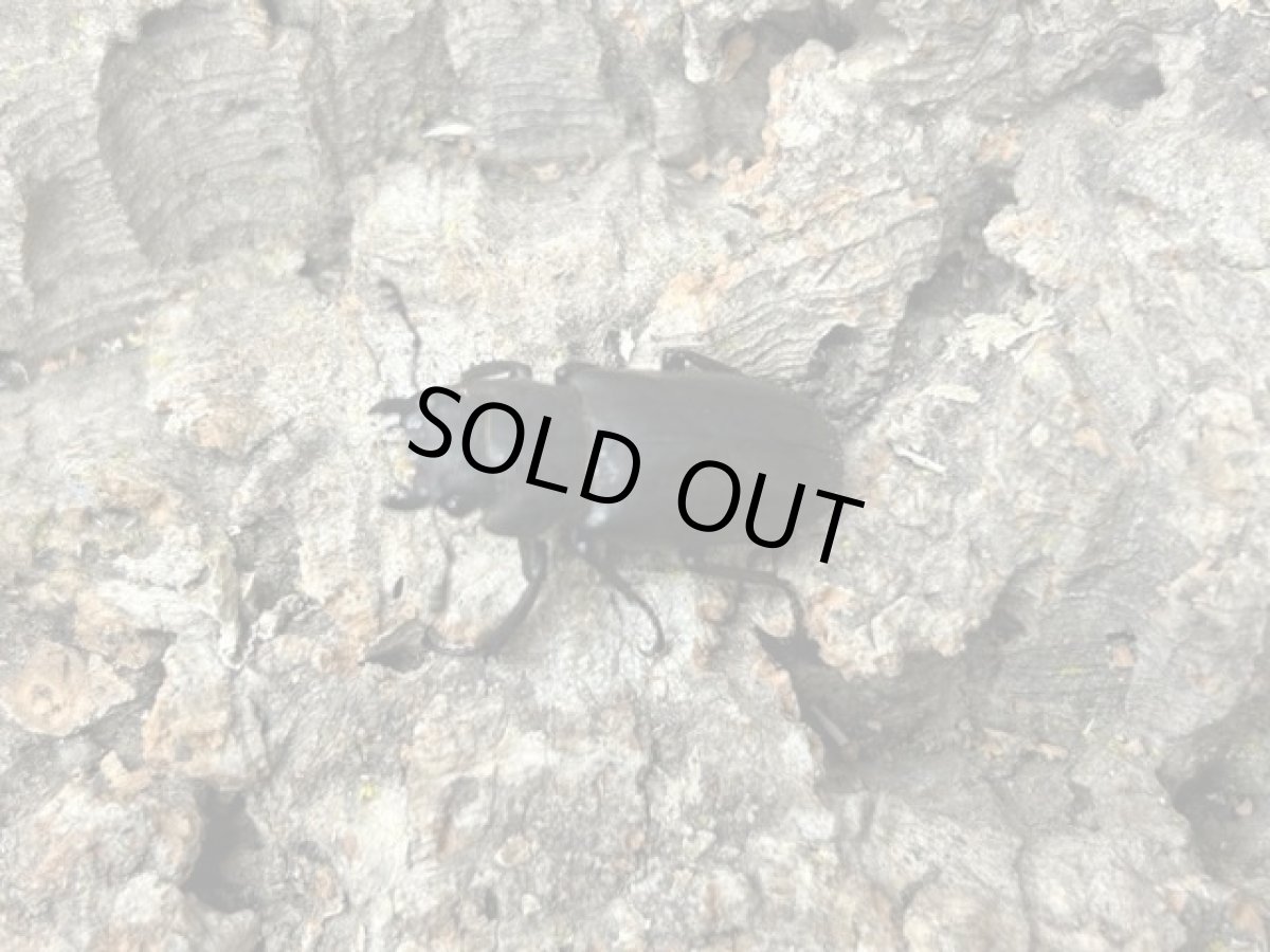 画像2: メタリフェルホソアカ (亜種finae)インドネシア・ペレン島産 ペア （累代WD♂70mm UP ♀Free ｍｍ） (2)