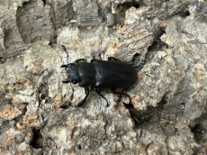 画像2: メタリフェルホソアカ (亜種finae)インドネシア・ペレン島産 ペア （累代WD♂70mm UP ♀Free ｍｍ） (2)