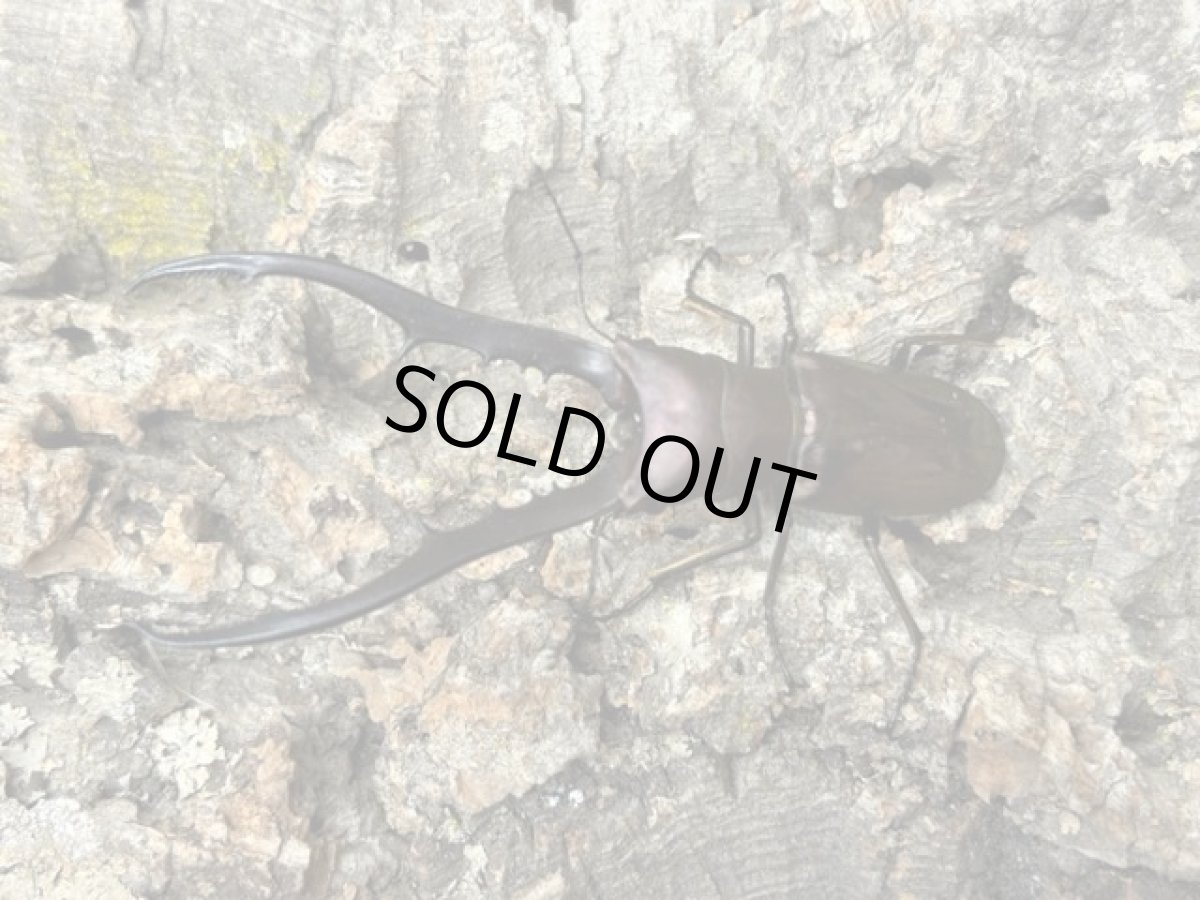 画像1: メタリフェルホソアカ (亜種finae)インドネシア・ペレン島産 ペア （累代WD♂70mm UP ♀Free ｍｍ） (1)