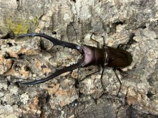 画像1: メタリフェルホソアカ (亜種finae)インドネシア・ペレン島産 ペア （累代WD♂70mm UP ♀Free ｍｍ） (1)