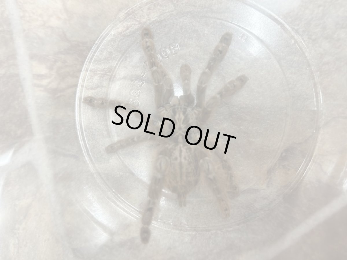 画像2: トーゴスターバースト (2)