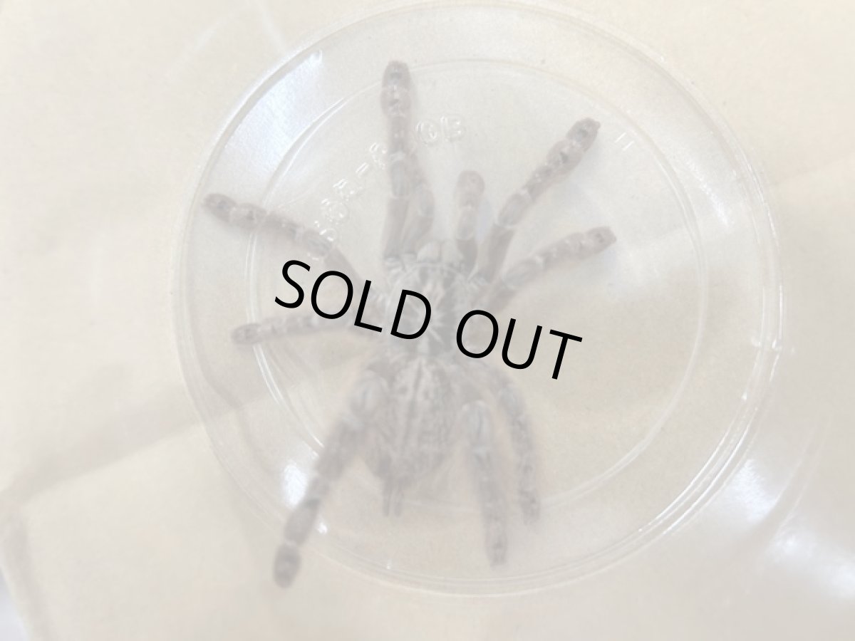 画像3: トーゴスターバースト (3)