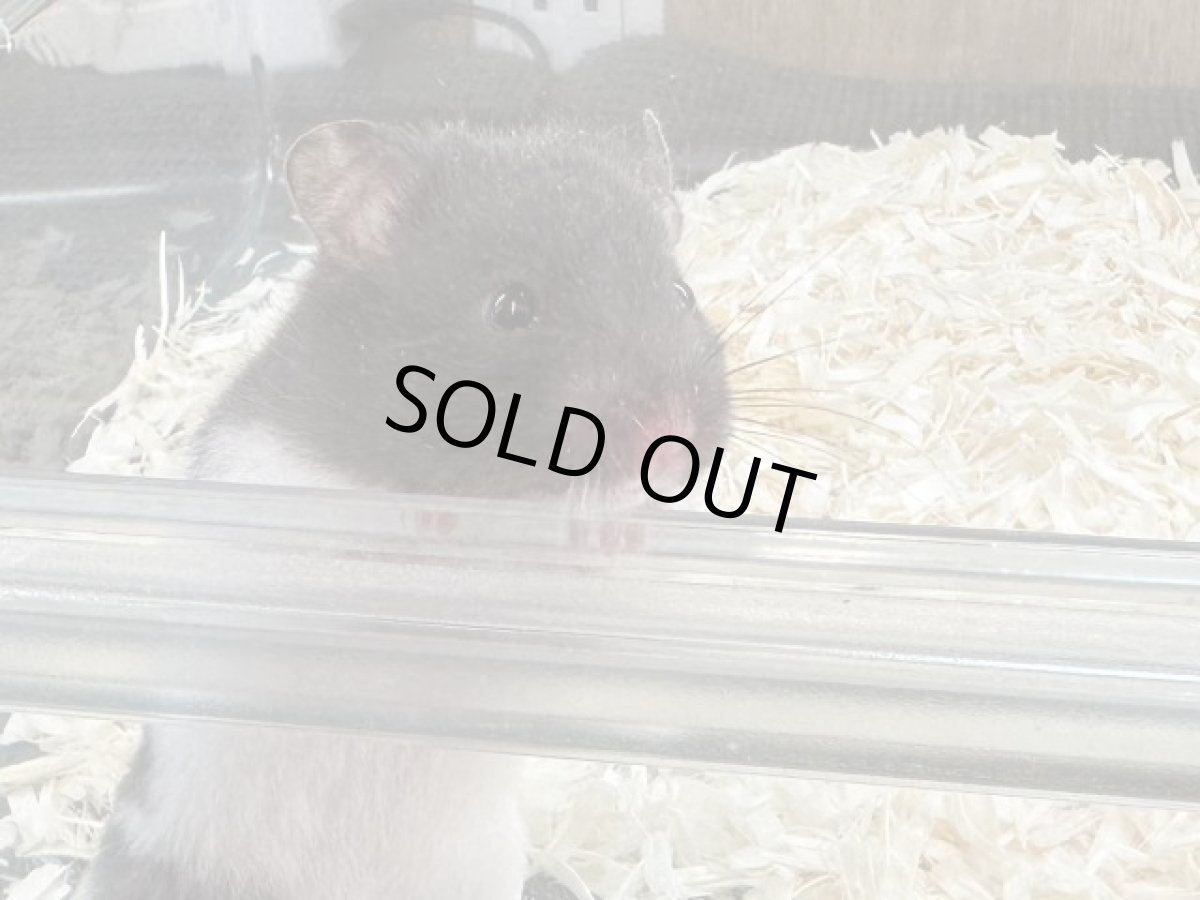 画像2: シリアンハムスター♀（カラー） (2)