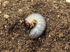 画像1: サタンオオカブト幼虫　ボリビアユンガス・コロイコ産（累代CBF3　2024/1月割出し） (1)