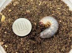 画像2: サタンオオカブト幼虫　ボリビアユンガス・コロイコ産（累代CBF3　2024/1月割出し） (2)
