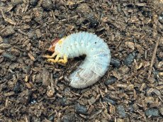 画像1: グラントシロカブト幼虫　アメリカ合衆国アリゾナ州産（累代CB 2024/1月 割出し） (1)