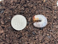 画像2: グラントシロカブト幼虫　アメリカ合衆国アリゾナ州産（累代CB 2024/1月 割出し） (2)