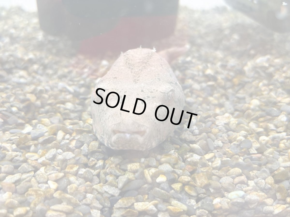 画像2: ブタ顔フグ（テトラオドン・スバッティ） (2)