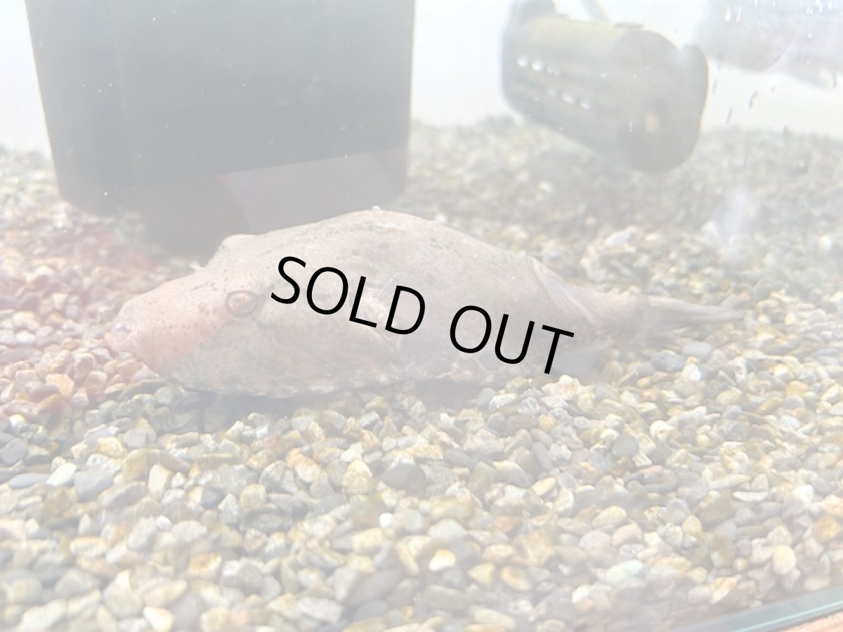 画像1: ブタ顔フグ（テトラオドン・スバッティ） (1)