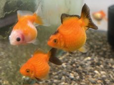 画像3: 国産ピンポンパール（東川養魚場産）±4cm (3)