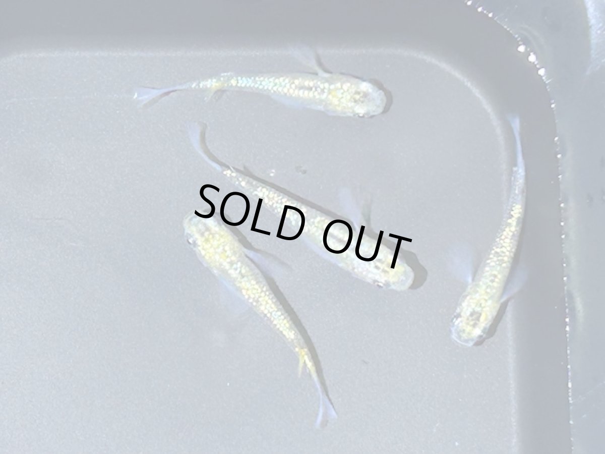 画像2: サボラメ イエロー(ペア) (2)