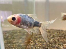 画像1: 青錦（東川養魚場産）±7cm (1)