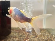 画像2: 青錦（東川養魚場産）±7cm (2)