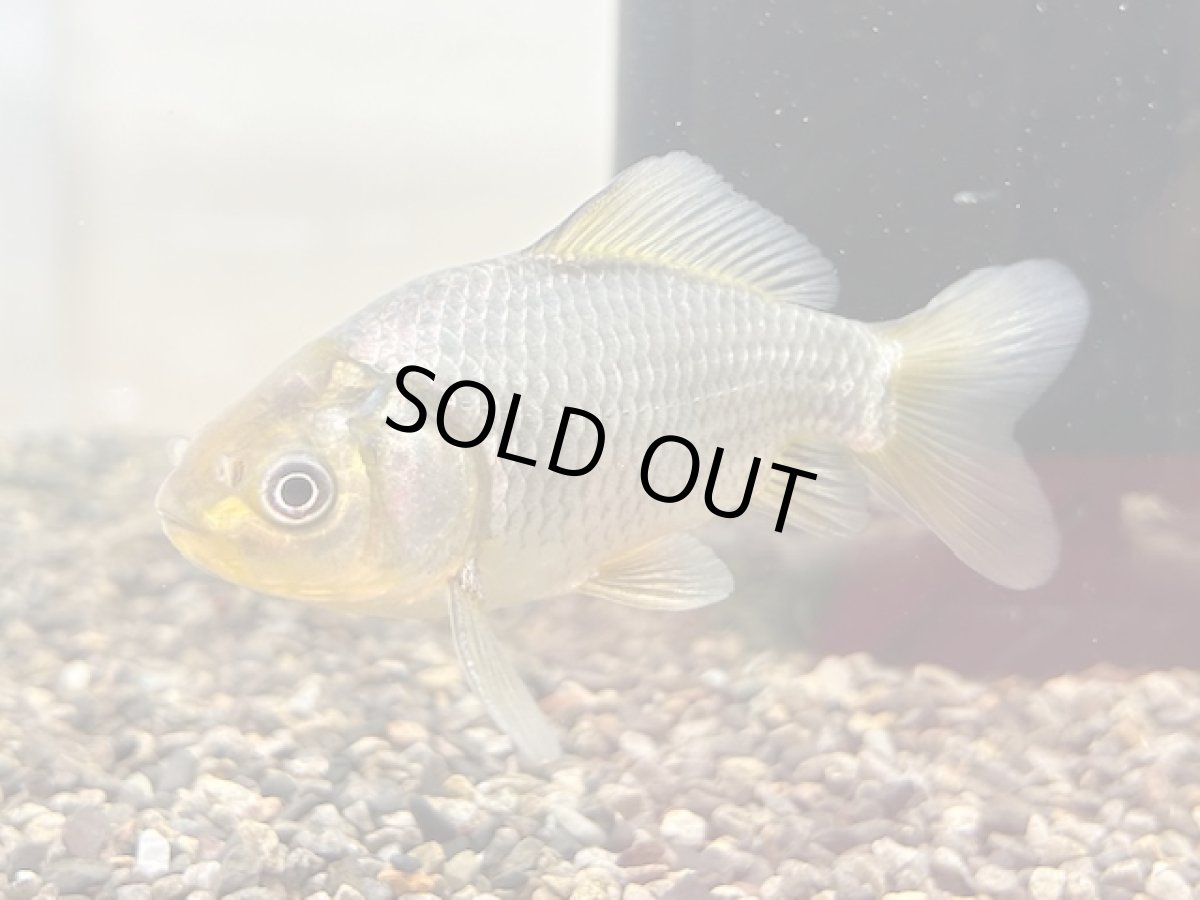 画像2: 青隼人和金（埼玉）±9cm (2)