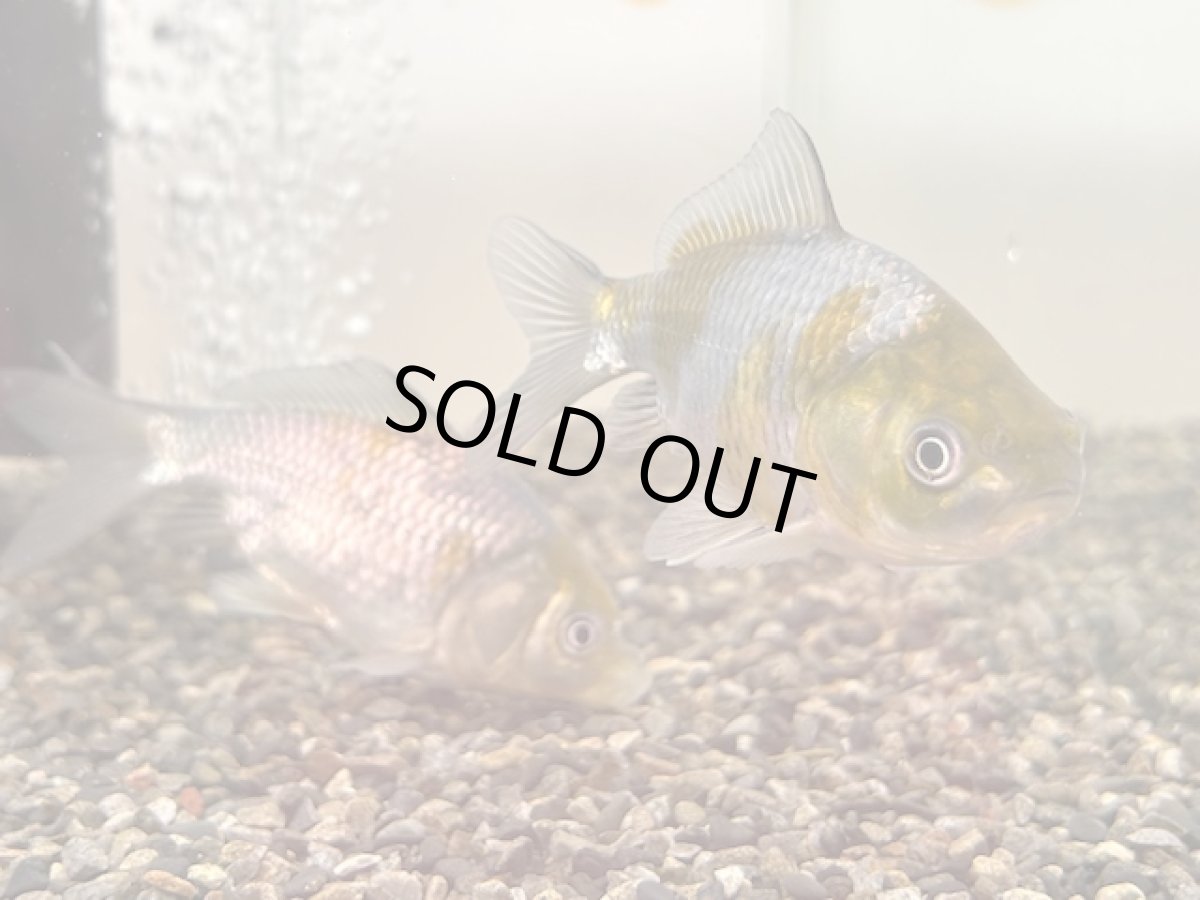 画像3: 青隼人和金（埼玉）±9cm (3)