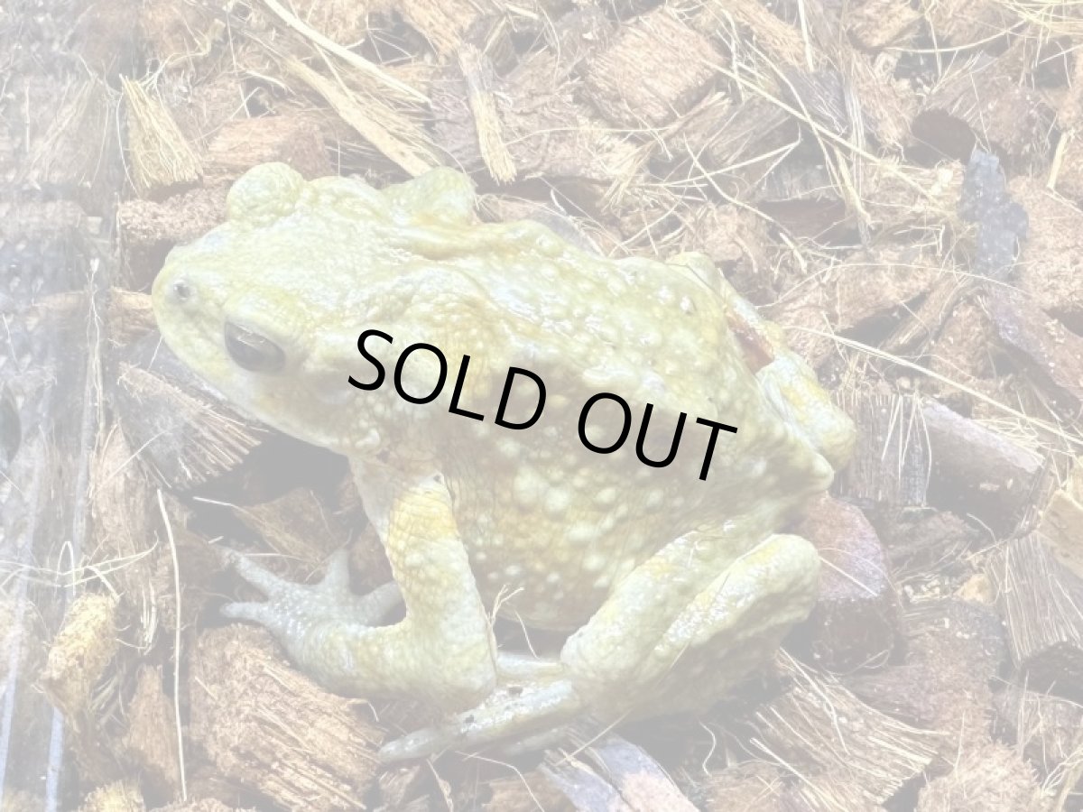 画像2: ミヤコヒキガエル　WC（南大東島産） (2)