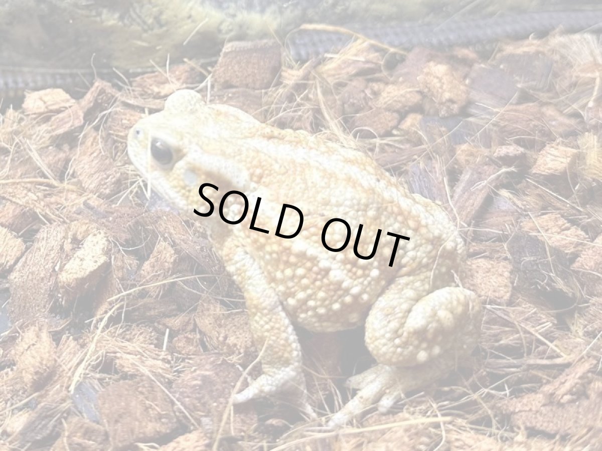 画像3: ミヤコヒキガエル　WC（南大東島産） (3)