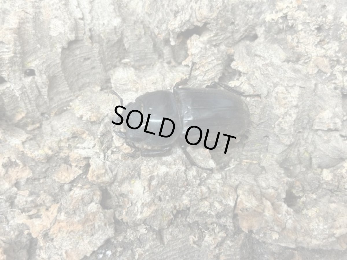 画像2: ダイオウヒラタ　ジャワ島アルゴプーロ産　ペア（累代WD♂78 mm ♀Free mm) (2)