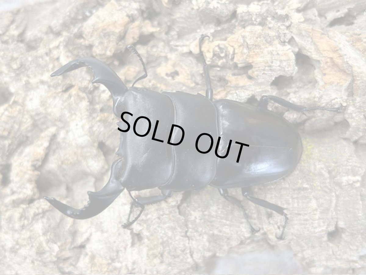 画像1: ダイオウヒラタ　ジャワ島アルゴプーロ産　ペア（累代WD♂78 mm ♀Free mm) (1)