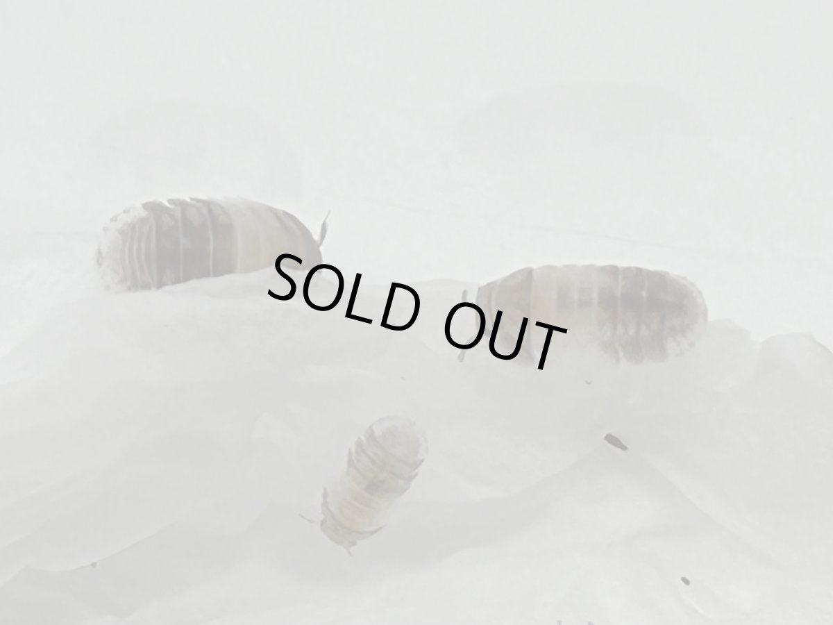 画像3: パンダキング ダンゴムシ　ベトナム産　CB 　幼体 Free mm　15匹SET (3)