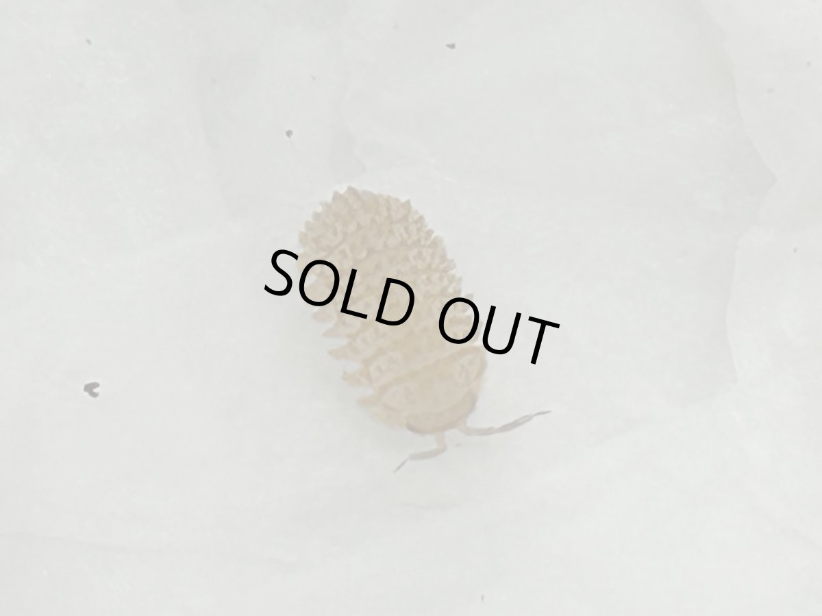 画像2: ムリカタム ダンゴムシ　スペイン産　CB  幼体 Free mm　10匹SET (2)