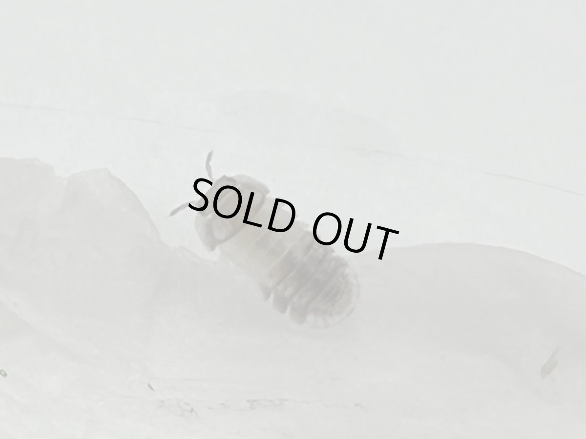 画像2: パンダキング ダンゴムシ　ベトナム産　CB 　幼体 Free mm　15匹SET (2)