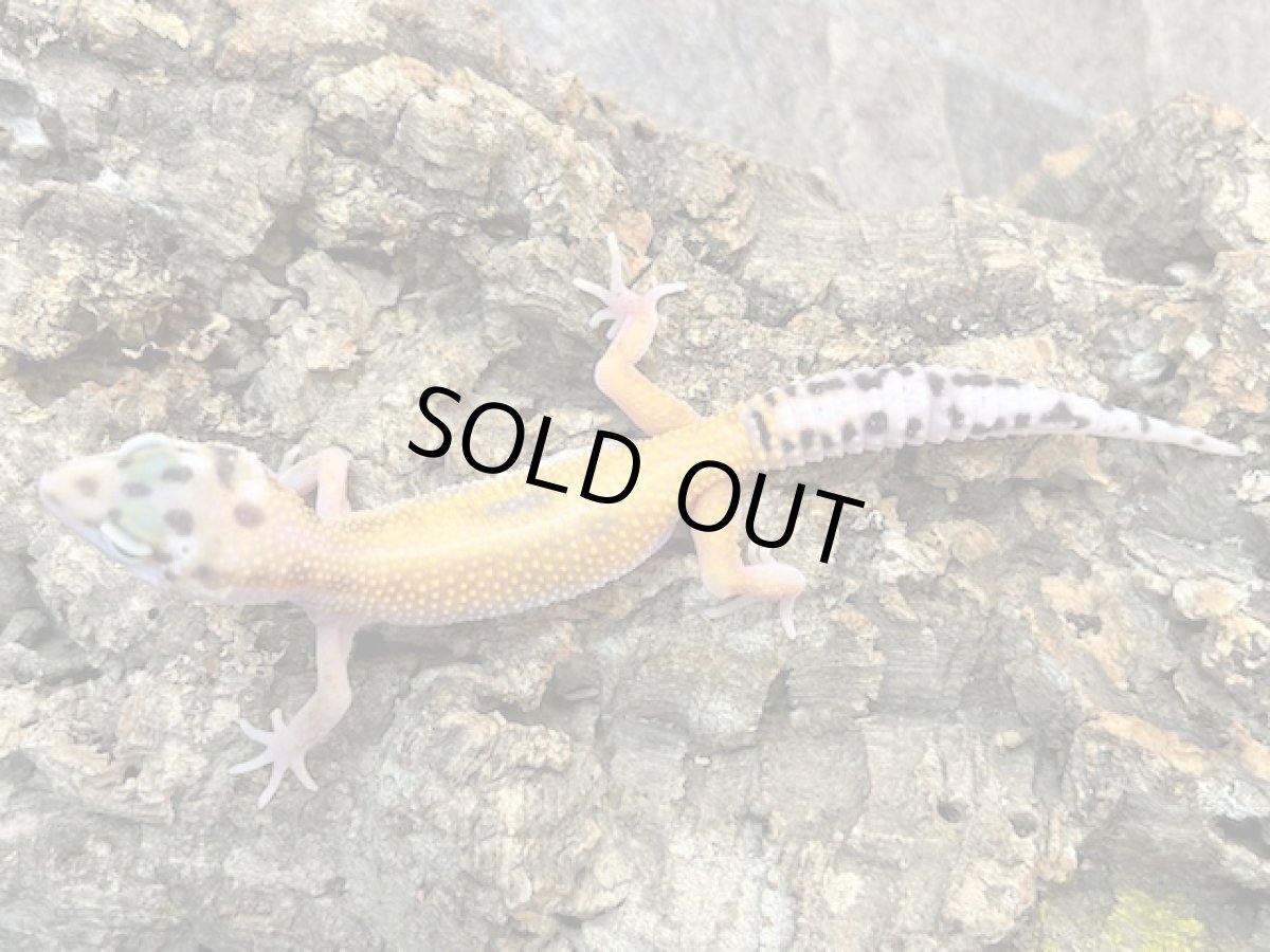 画像2: ヒョウモントカゲモドキ（パターンレスストライプ）EUCB (2)