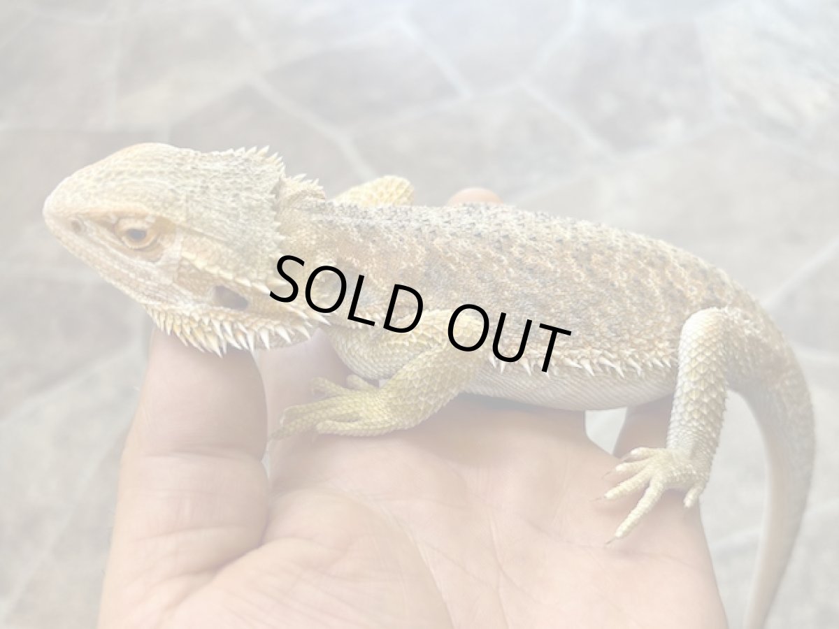 画像2: フトアゴヒゲトカゲ （タイCB） (2)