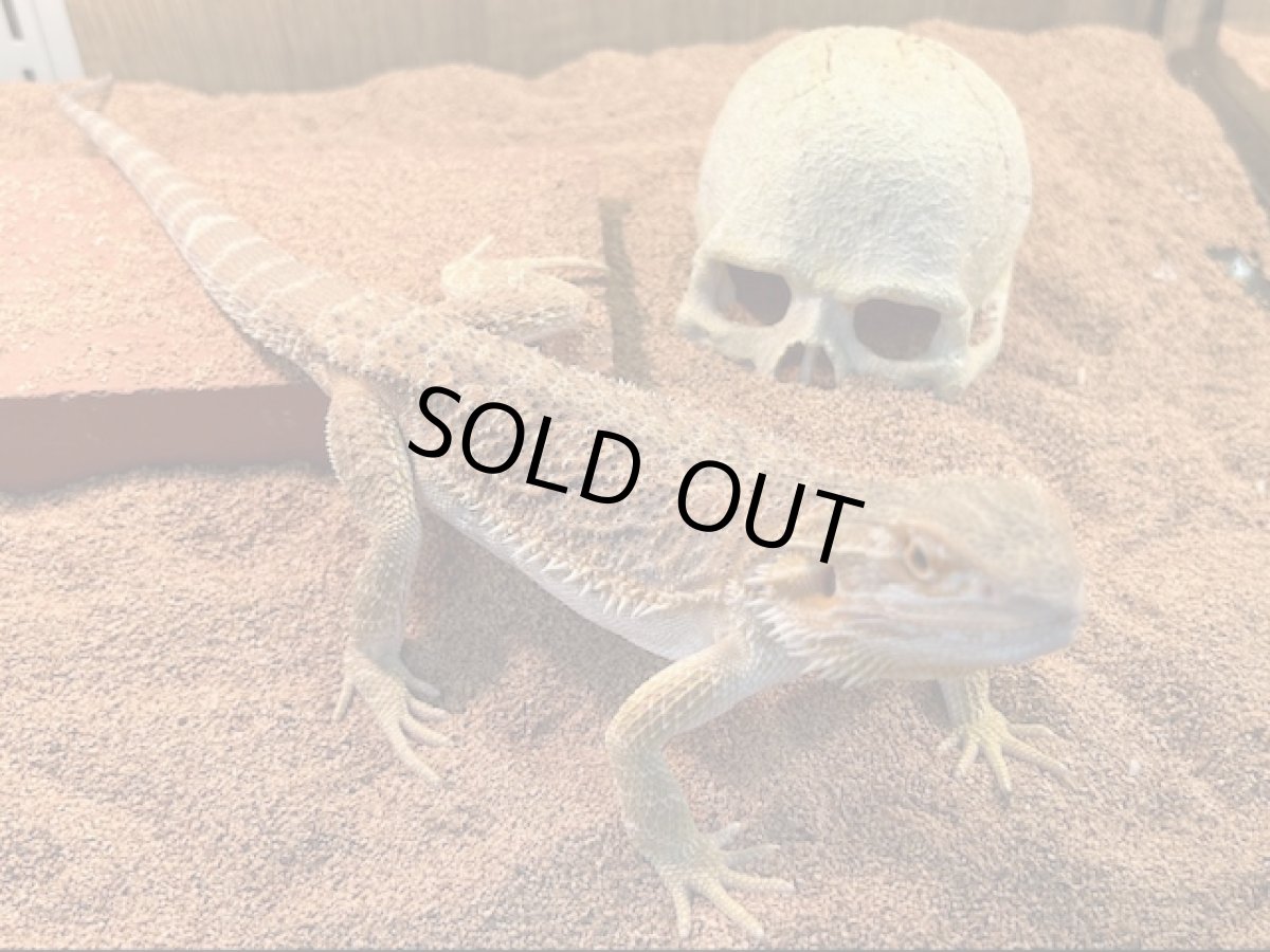 画像3: フトアゴヒゲトカゲ （タイCB） (3)