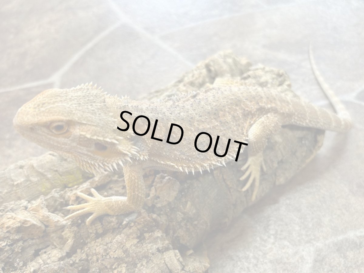 画像1: フトアゴヒゲトカゲ （タイCB） (1)