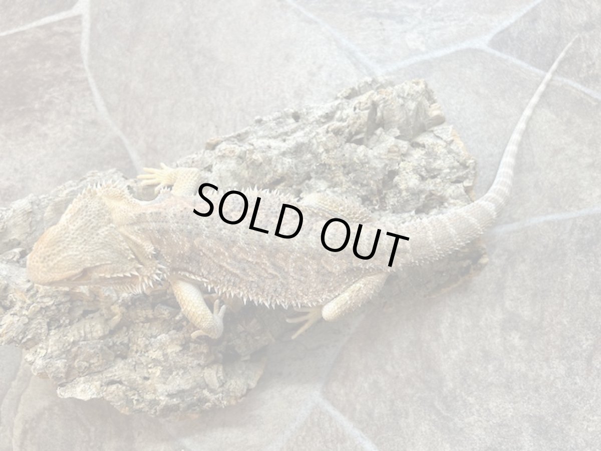 画像4: フトアゴヒゲトカゲ （タイCB） (4)