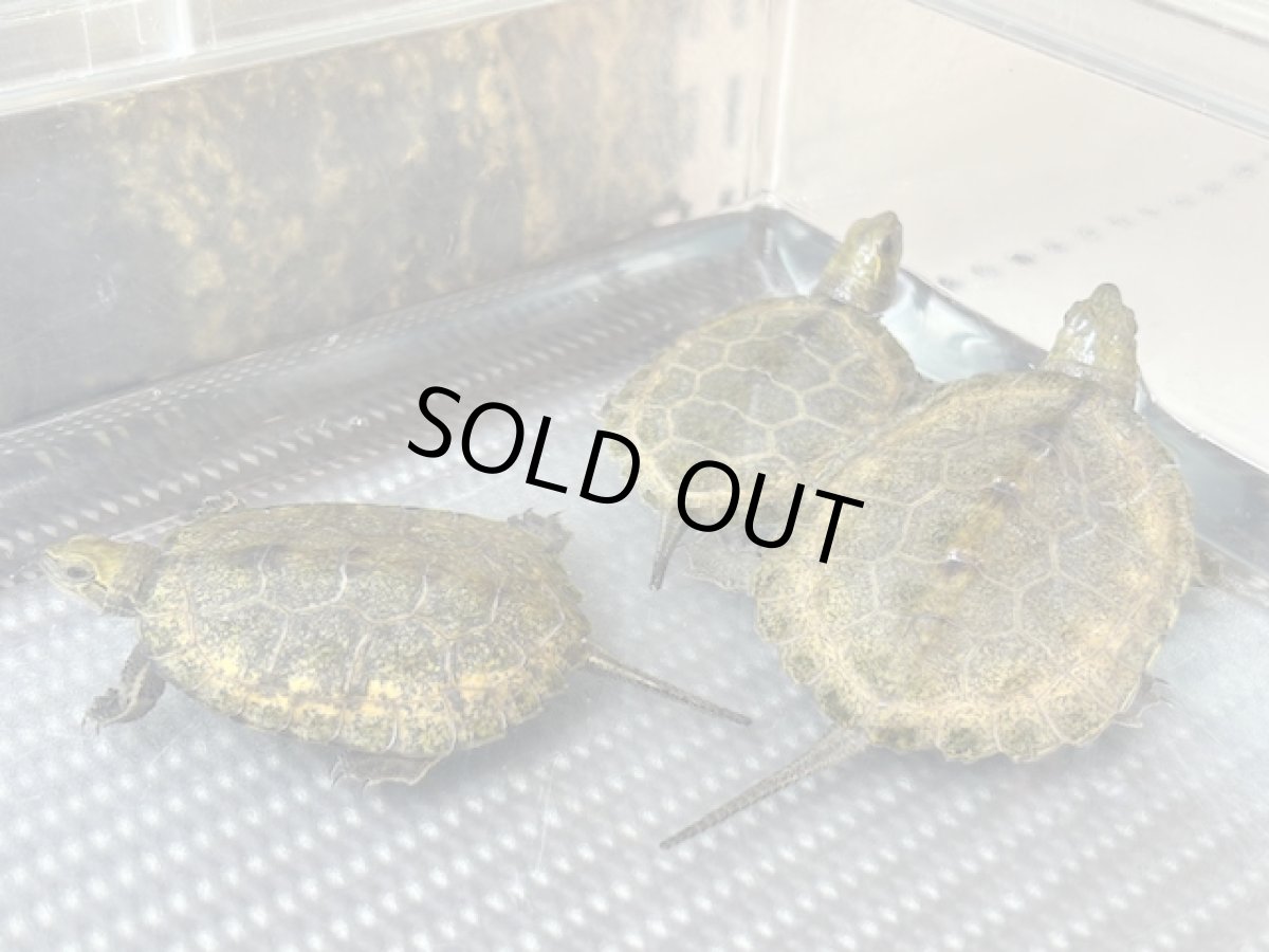 画像2: ニホンイシガメ 国内CB (2)