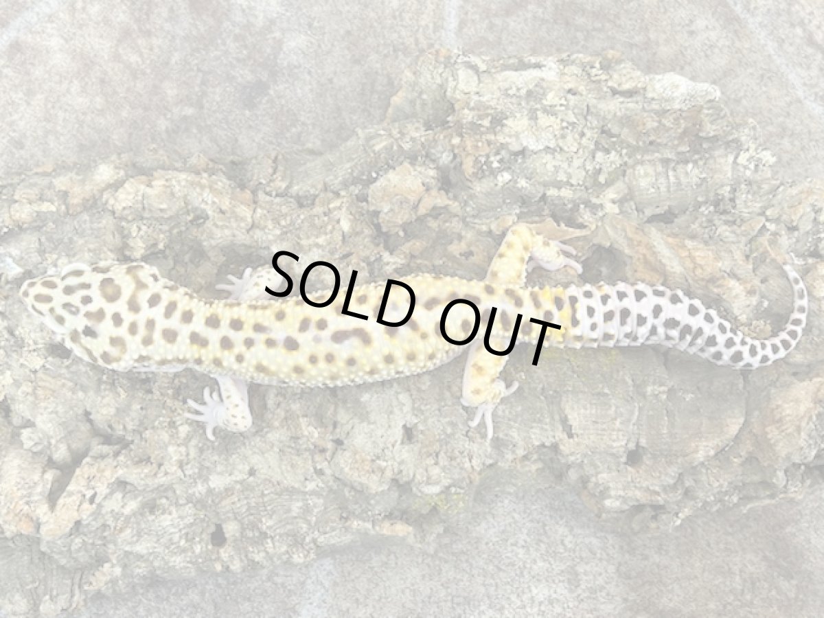 画像1: ヒョウモントカゲモドキ（ジャイアント♂）韓国CB (1)