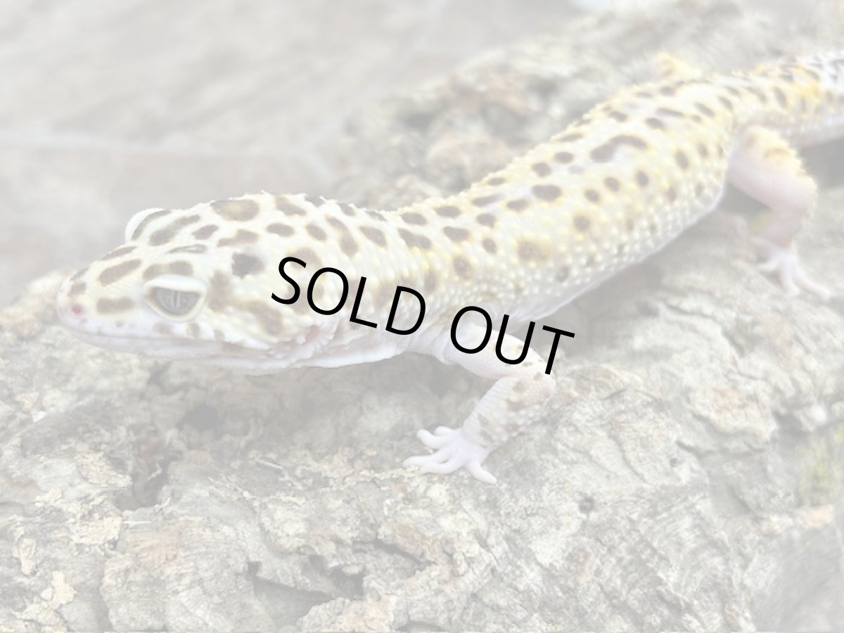 画像2: ヒョウモントカゲモドキ（ジャイアント♂）韓国CB (2)