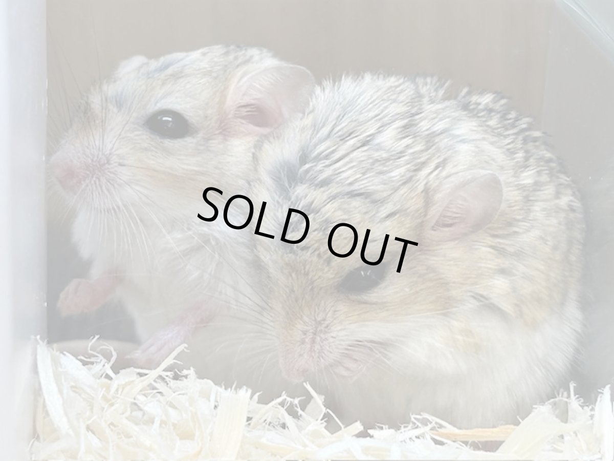 画像2: ファットテールジャービル♀ 台湾 (2)