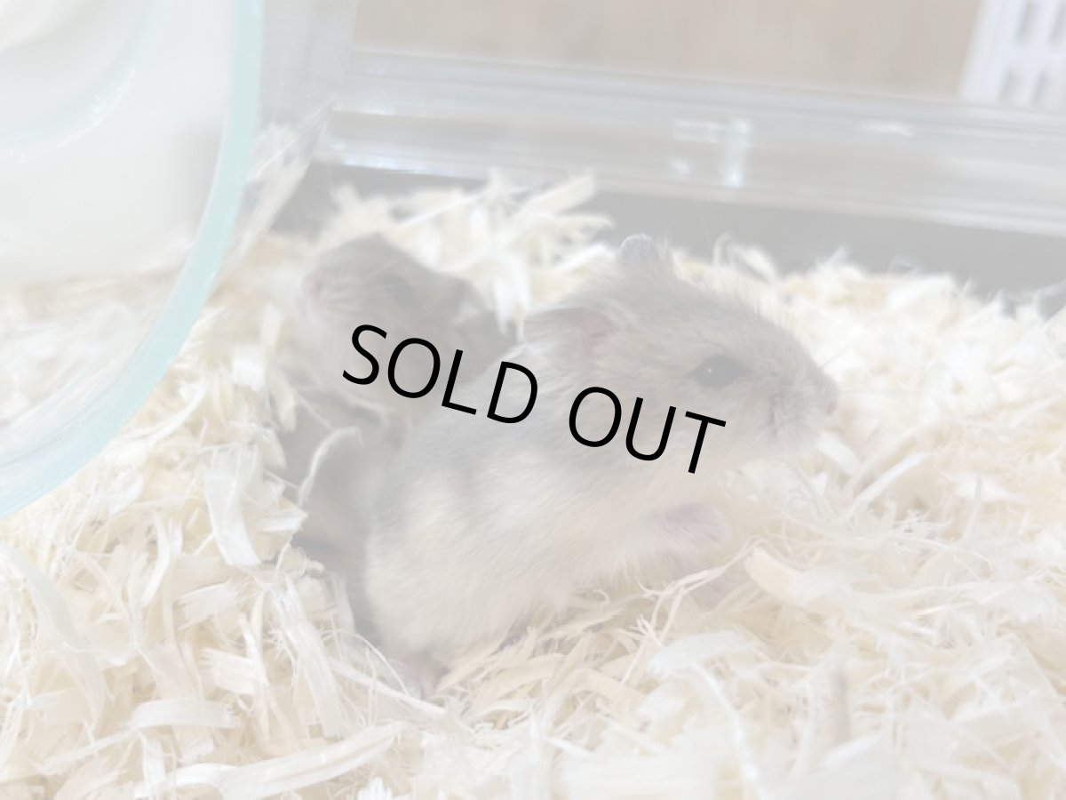 画像2: ジャンガリアンハムスター（ブルーサファイア）♀ 台湾 (2)