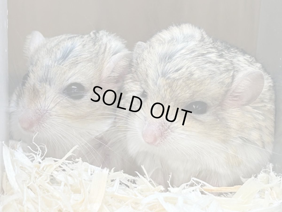 画像4: ファットテールジャービル♀ 台湾 (4)