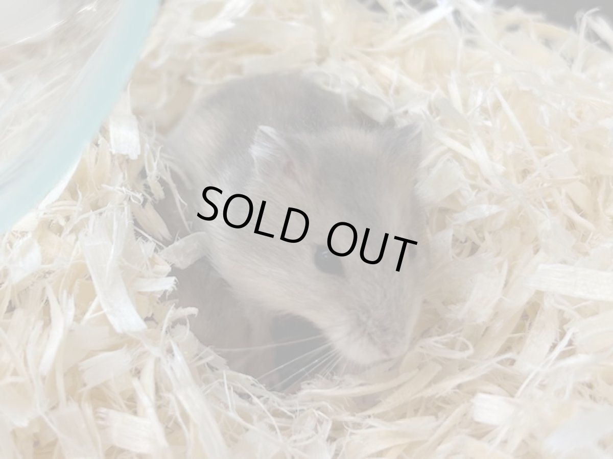 画像4: ジャンガリアンハムスター（ブルーサファイア）♀ 台湾 (4)