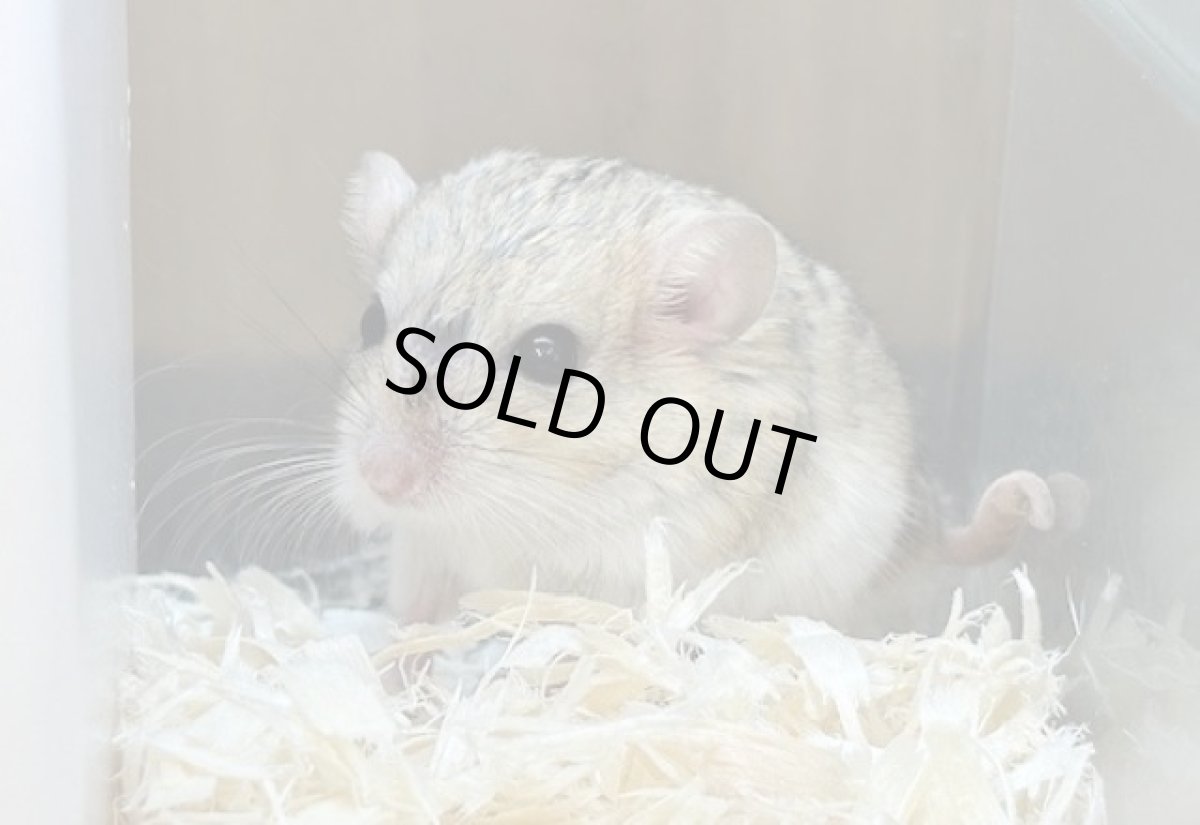 画像3: ファットテールジャービル♀ 台湾 (3)